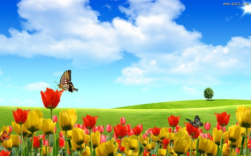 唯美郁金香图片