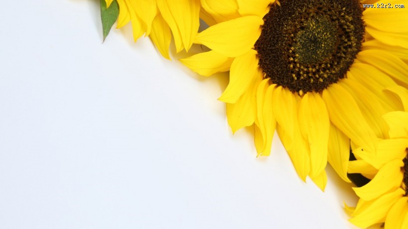 唯美向日葵背景图片大全