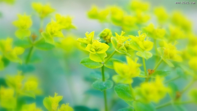 唯美枫叶树叶景色图片