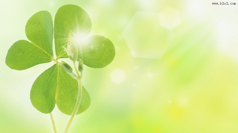 唯美枫叶树叶景色图片