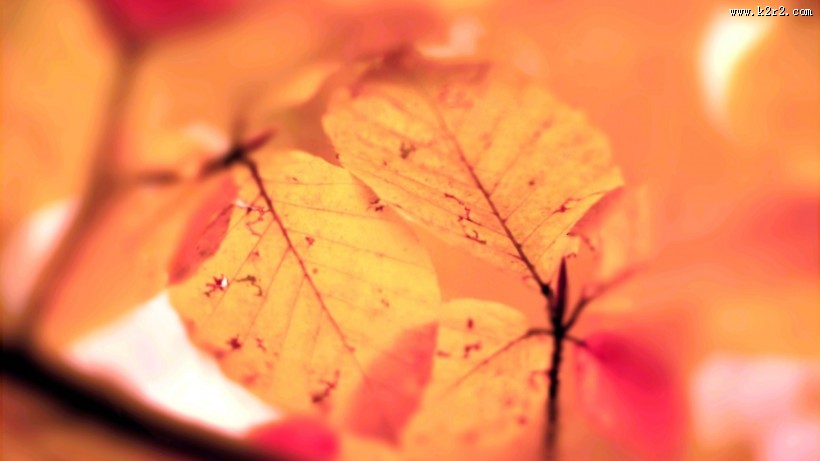 唯美枫叶树叶景色图片
