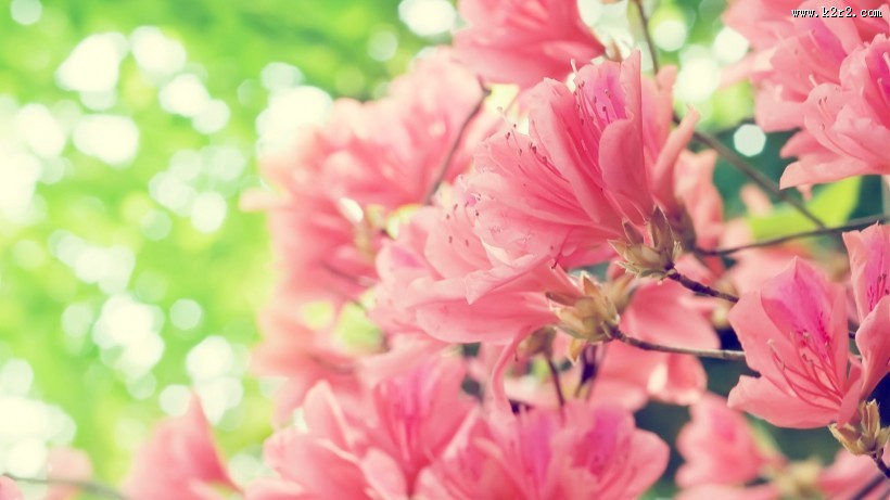 梦幻清新粉色花朵图片