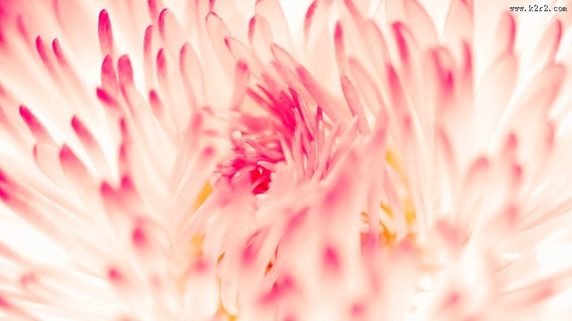 梦幻清新粉色花朵图片