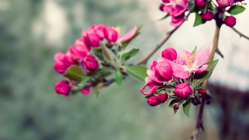 梦幻清新粉色花朵图片