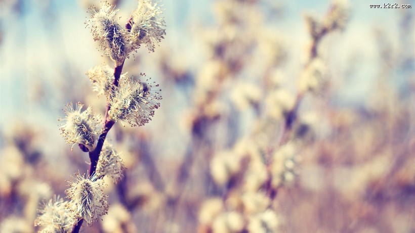 唯美野草背景图片