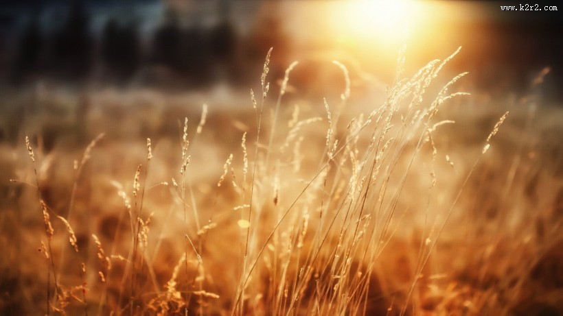 唯美野草背景图片