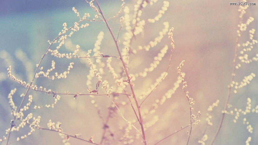 唯美野草背景图片