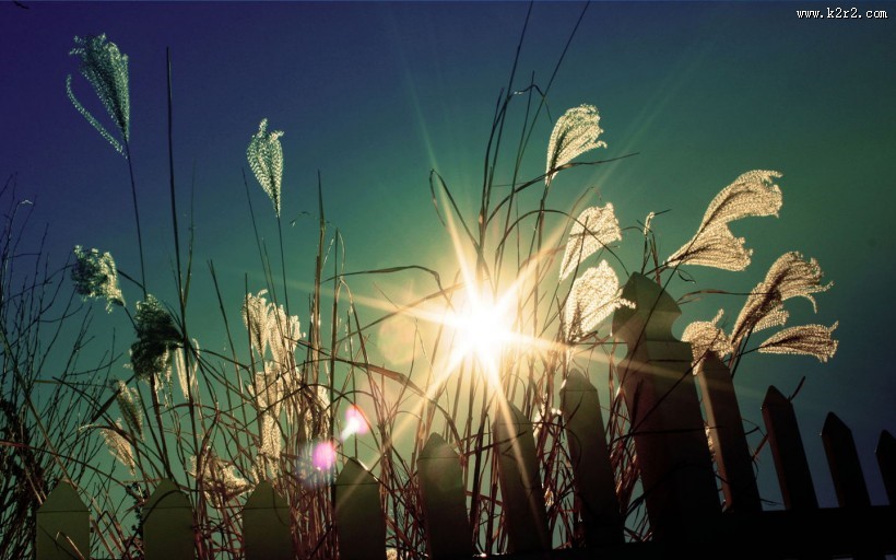 唯美野草背景图片