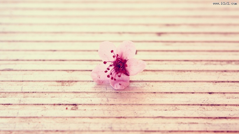 唯美小清新桃花背景图片