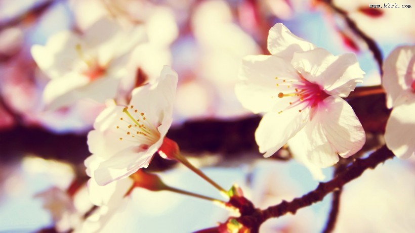 唯美小清新桃花背景图片