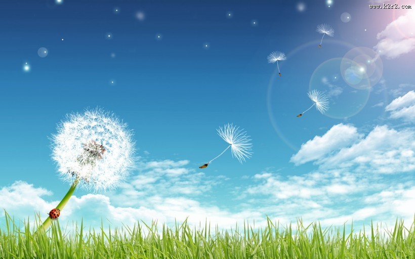 唯美蒲公英背景图片