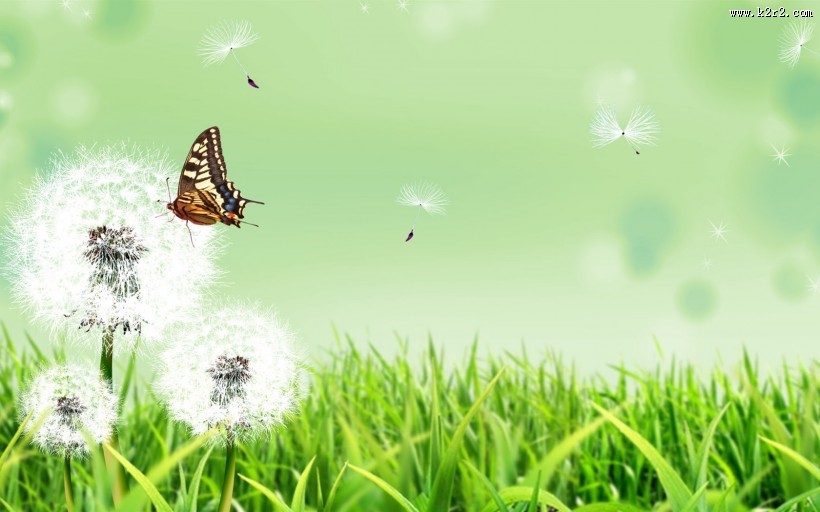 唯美蒲公英背景图片