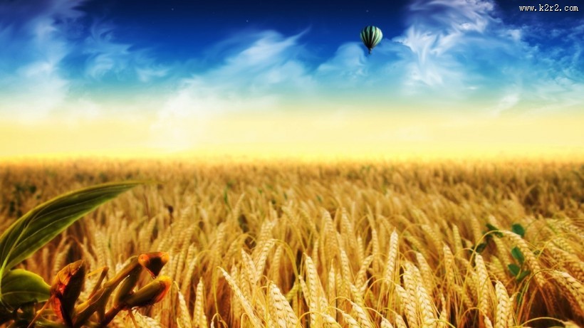 唯美麦田背景图片大全