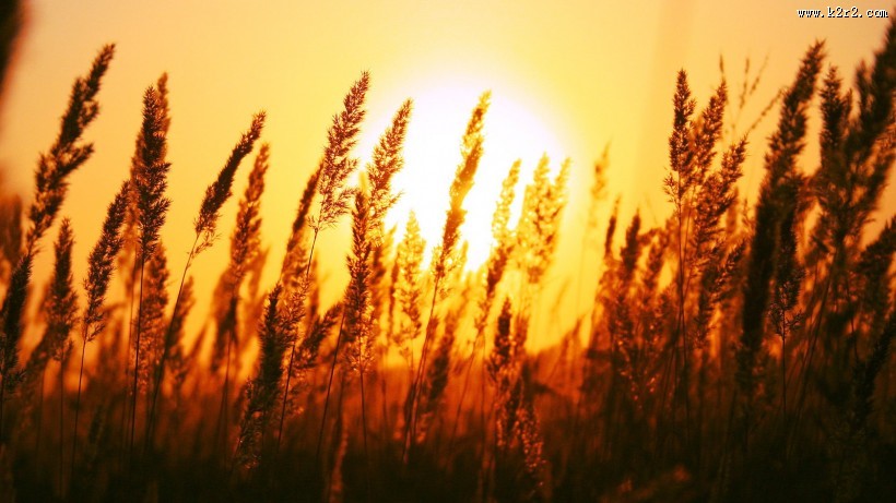 唯美麦田背景图片大全