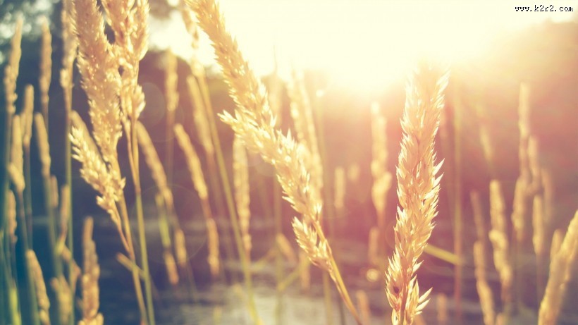 唯美麦田背景图片大全