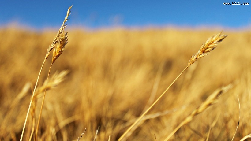 唯美麦田背景图片大全