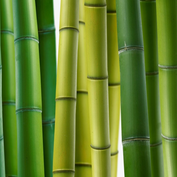 树木植物三联画图片