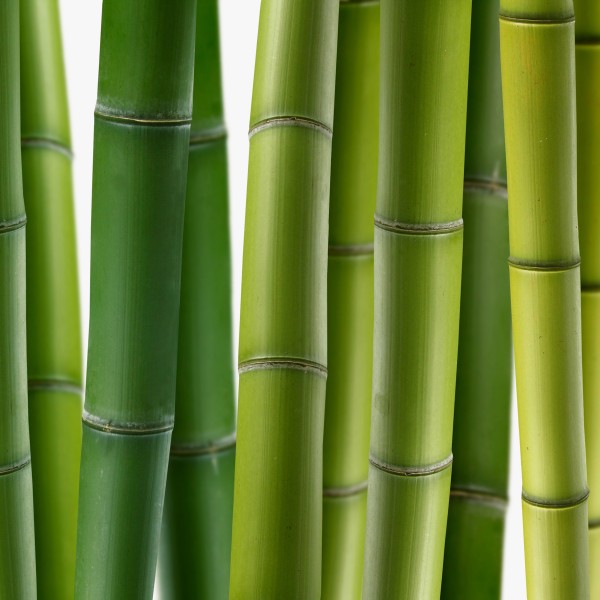 树木植物三联画图片