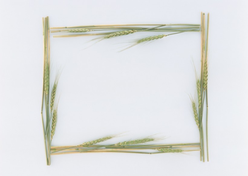 树叶、树枝绿色植物边框图片