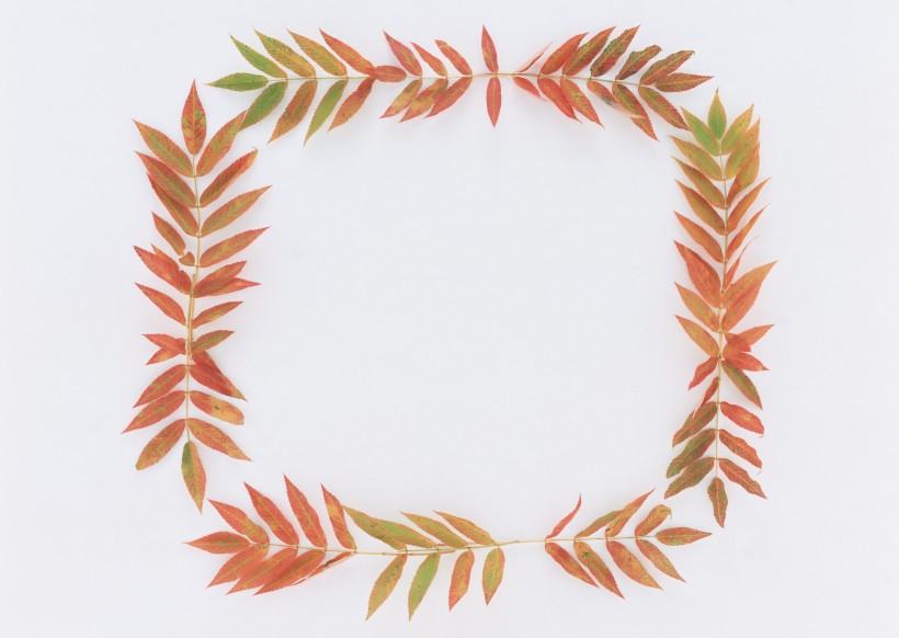 树叶、树枝绿色植物边框图片