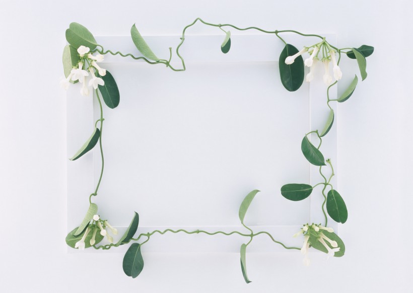 白色画框和绿树叶图片