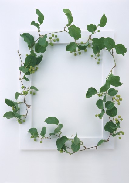 白色画框和绿树叶图片