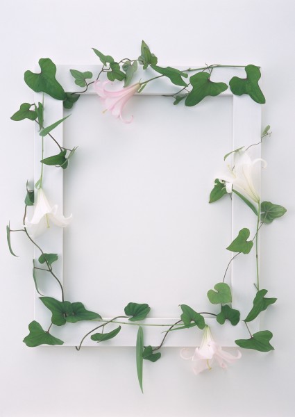 白色画框和绿树叶图片