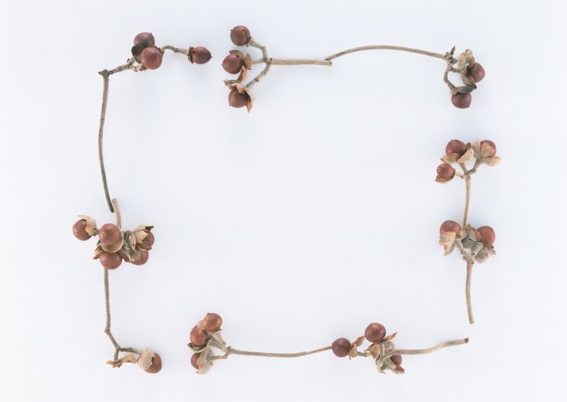 圣诞气息花草边框图片