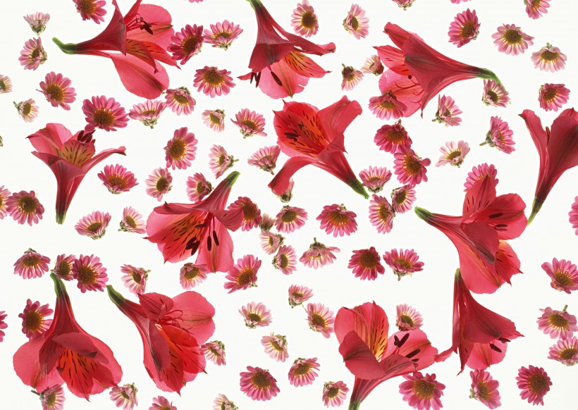 花朵、花瓣背景图片