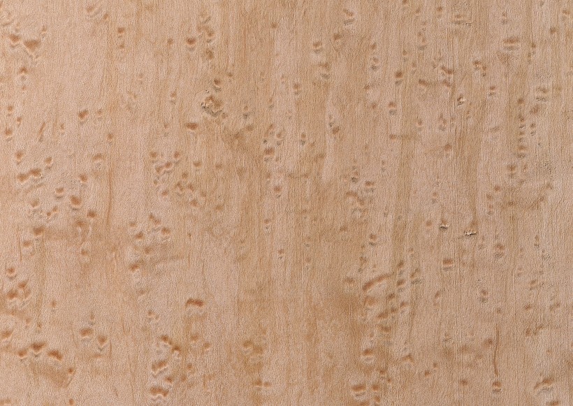 树木粗糙纹理图片