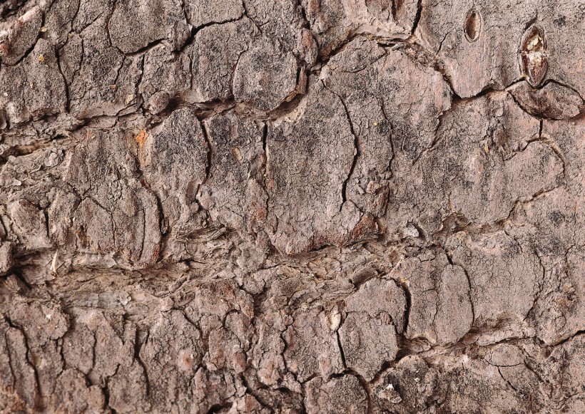 树木粗糙纹理图片