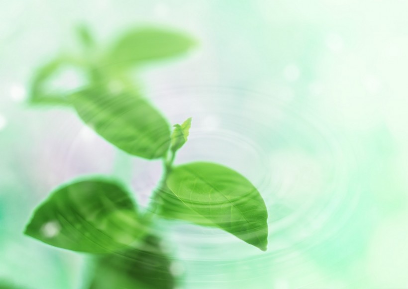 空气和水的绿意图片