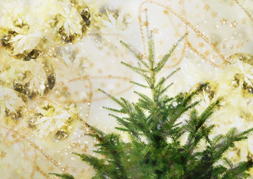 鲜花季节之冬图片