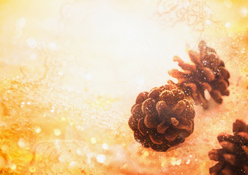 鲜花季节之秋图片