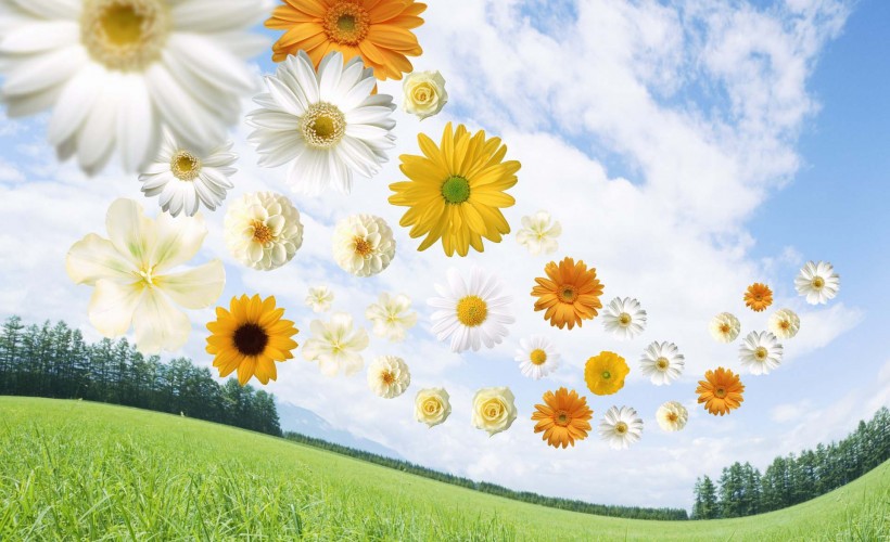 绿叶创意设计图片