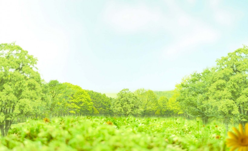 绿叶创意设计图片