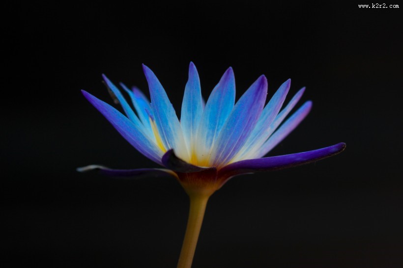 暗调花朵摄影图片