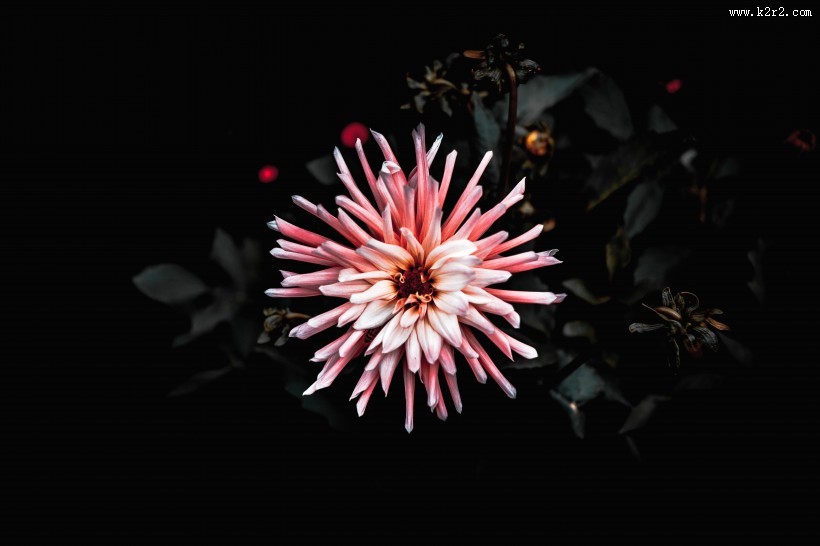 暗调花朵摄影图片