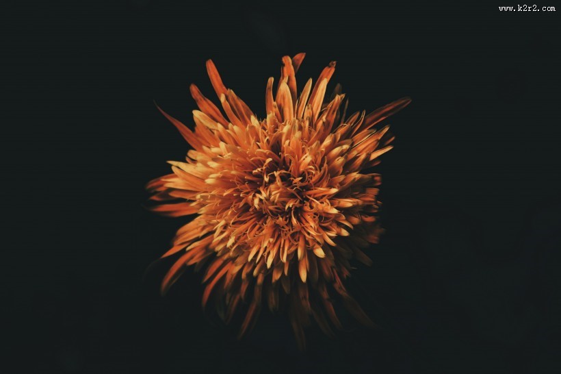 暗调花朵摄影图片