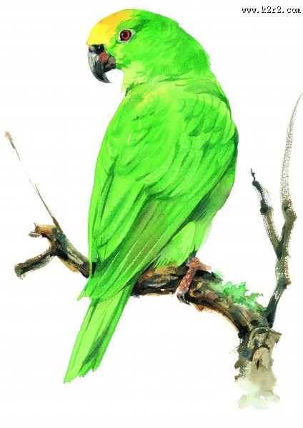 树枝上的小鸟彩绘图片