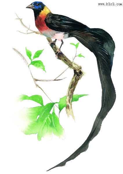树枝上的小鸟彩绘图片