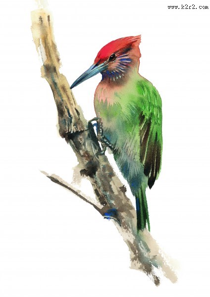 树枝上的小鸟彩绘图片