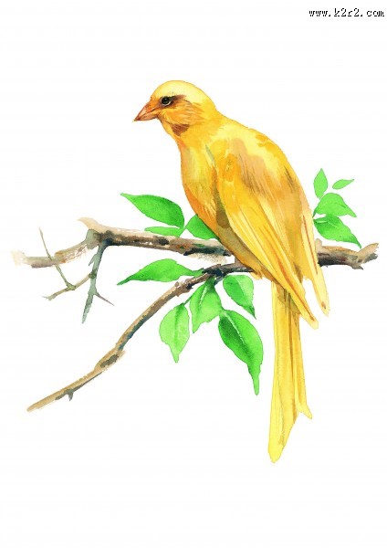 树枝上的鸟彩绘图片