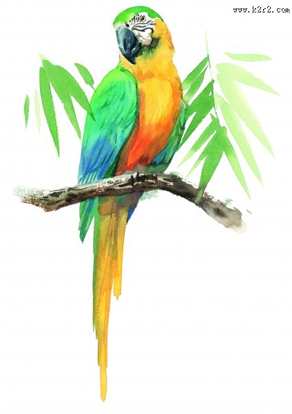 树枝上的鸟彩绘图片