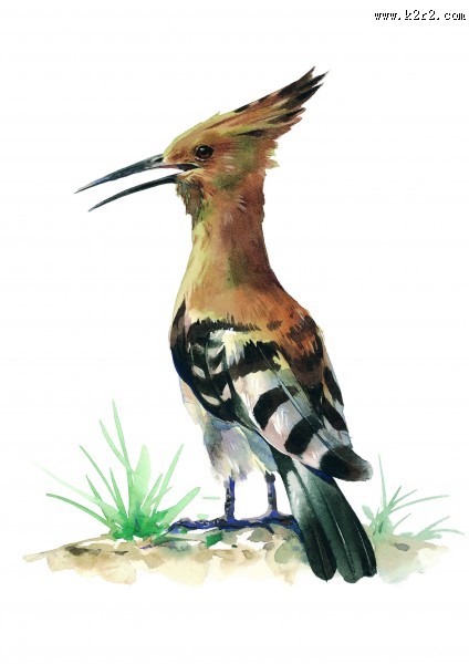 各种彩绘鸟类图片