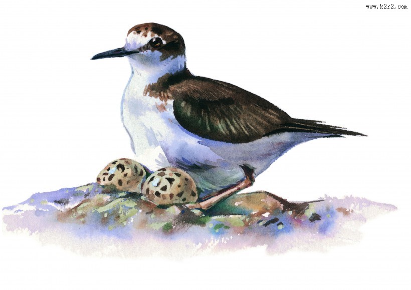 各种彩绘鸟类图片