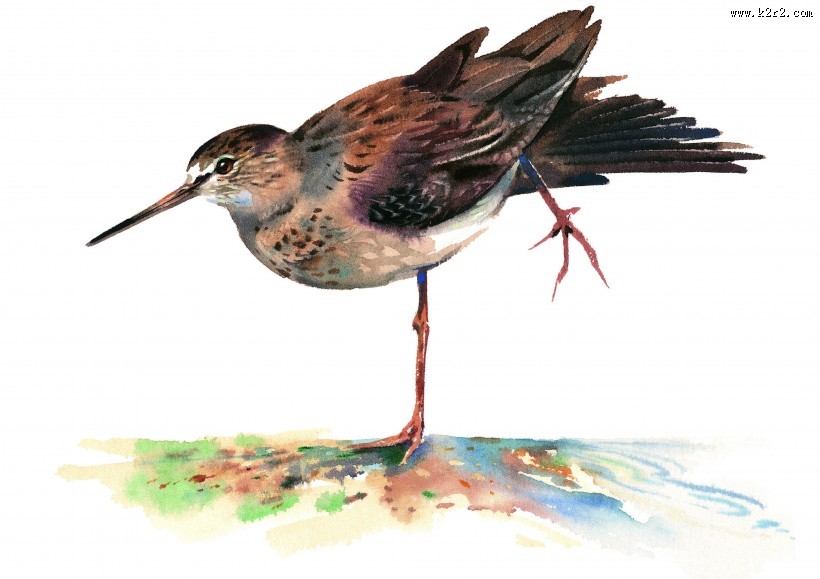 各种彩绘鸟类图片