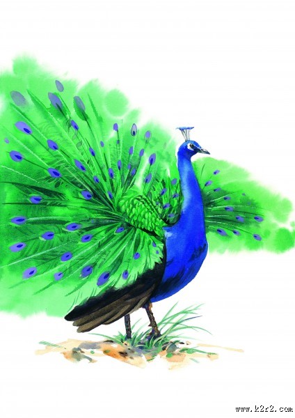 孔雀仙鹤彩绘图片