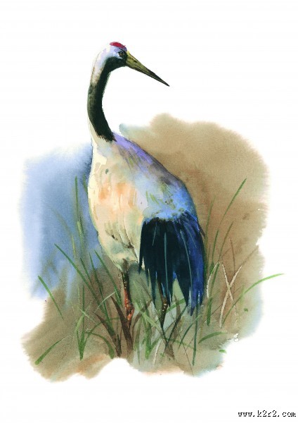 孔雀仙鹤彩绘图片