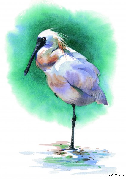 孔雀仙鹤彩绘图片